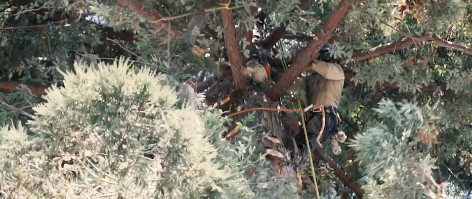 worker in a tree